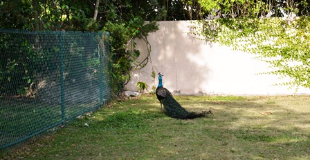 Peacock 131 - Copy