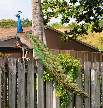Peacock 155 - Copy