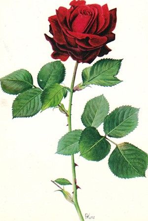 rose - Copy