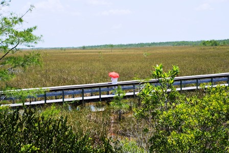 Everglades2 184 - Copy